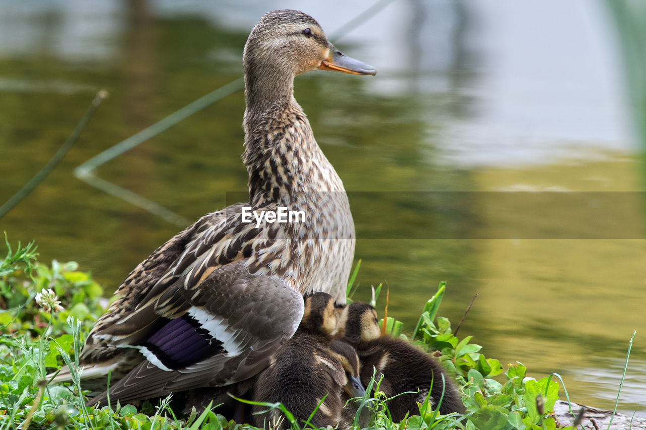 Duck family - little ducks warm up under mother duck