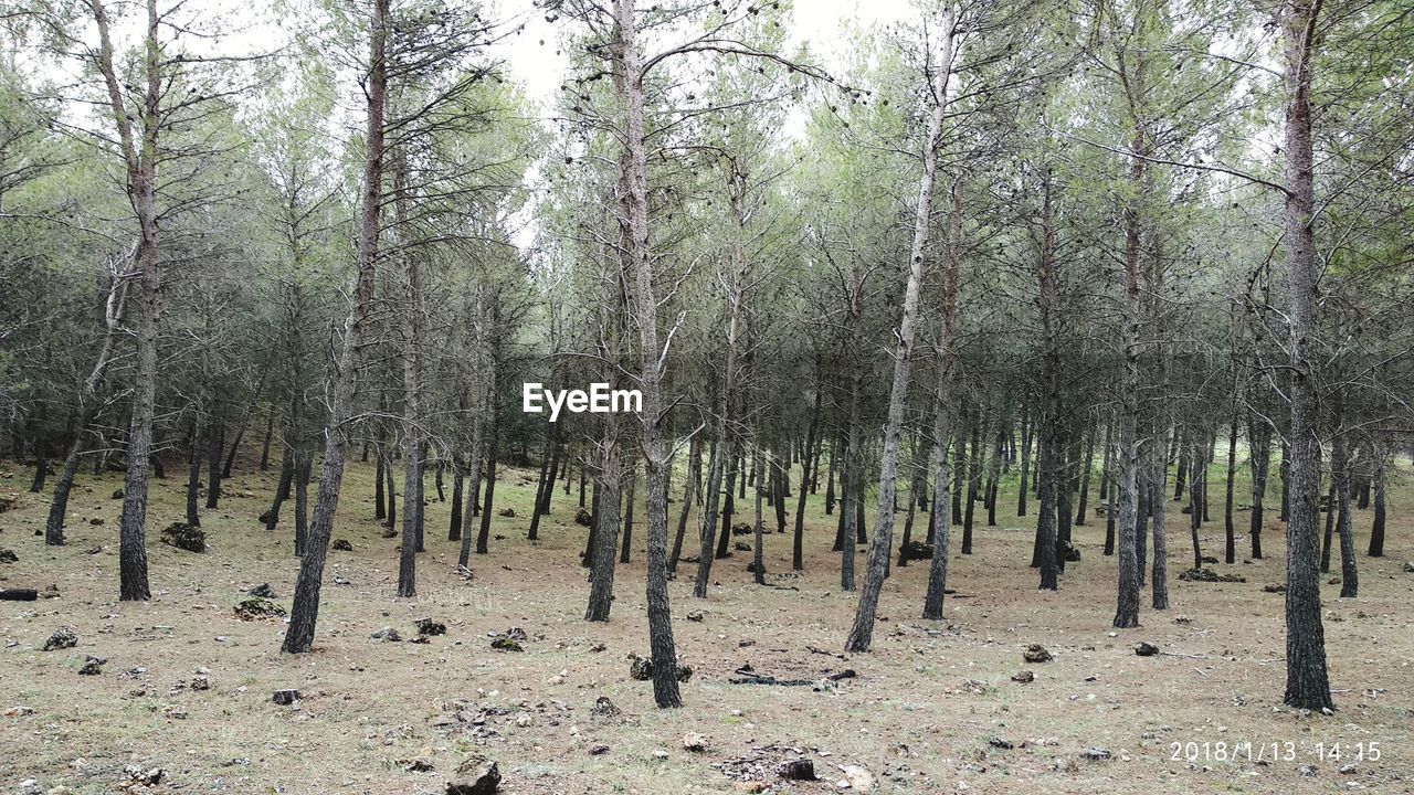 VIEW OF TREES IN FOREST