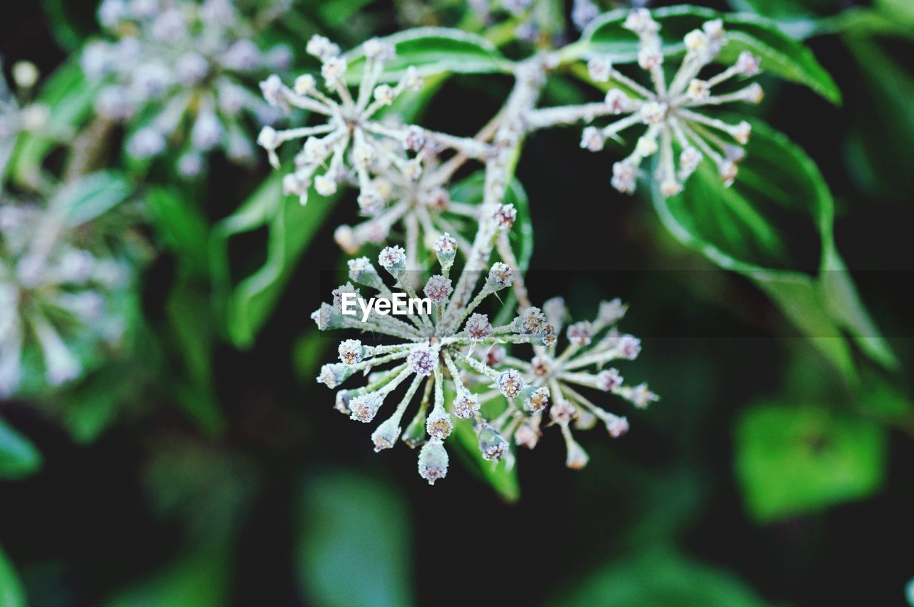 CLOSE-UP OF PLANT WITH SNOW ON PLANTS