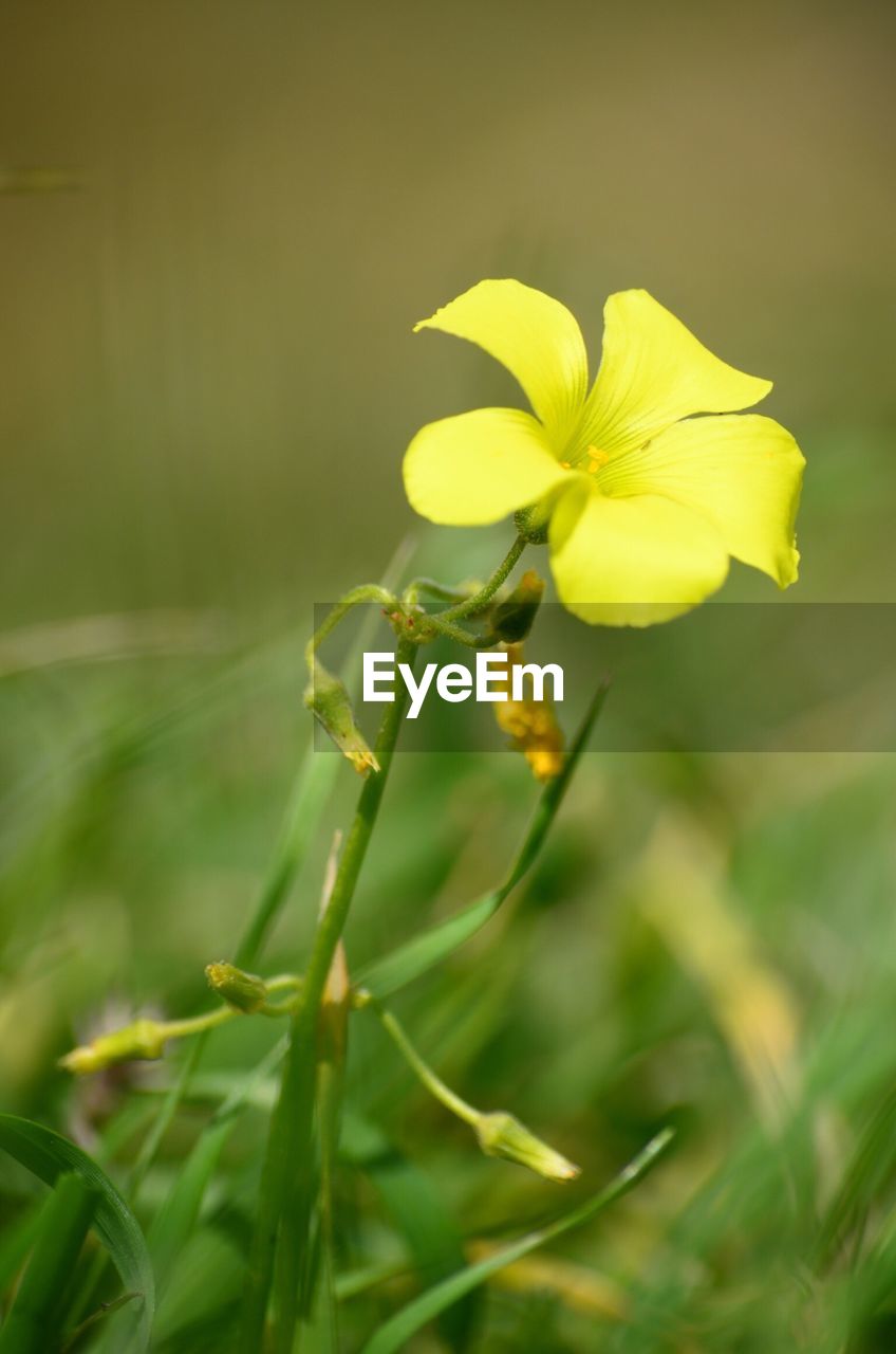 CLOSE-UP OF YELLOW FLOWERS BLOOMING IN FIELD