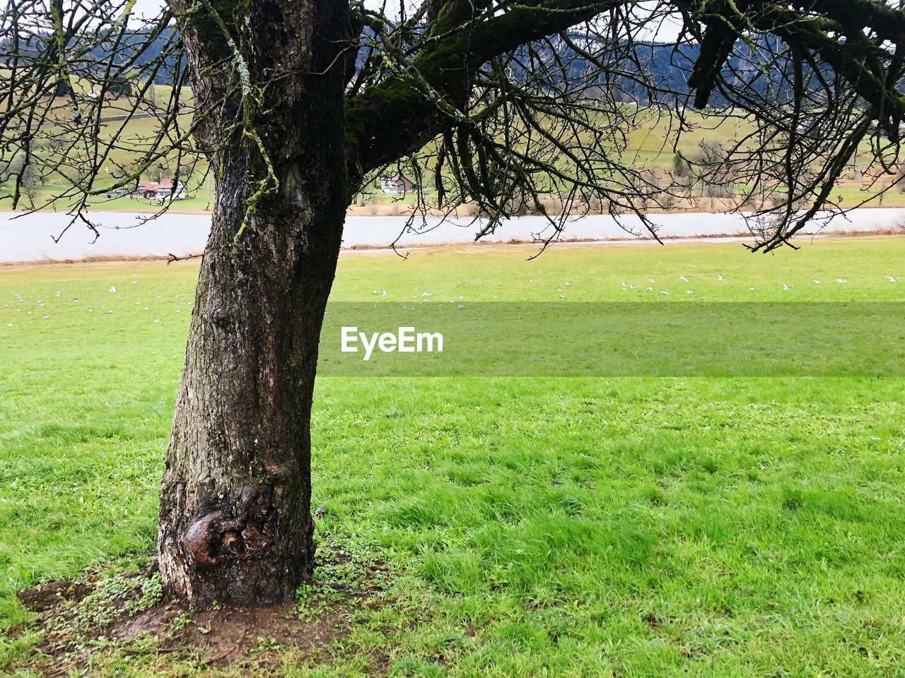 VIEW OF TREE ON FIELD