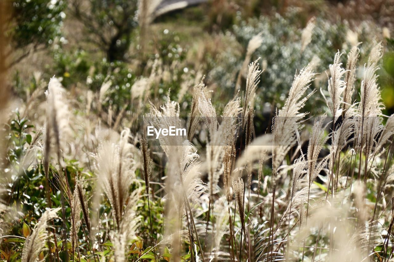 Close-up of plants growing on field