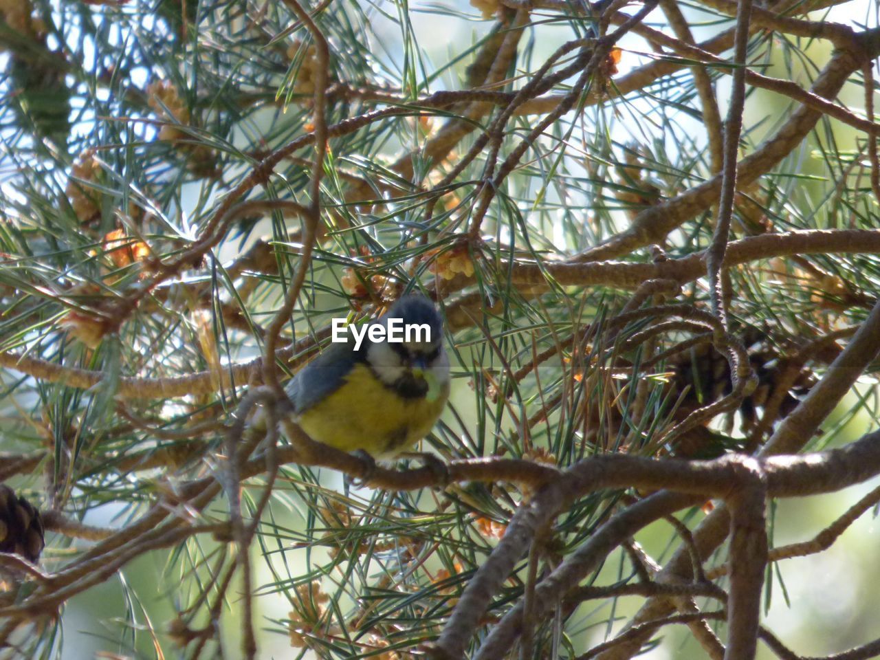 CLOSE-UP OF BIRD PERCHING ON BRANCH