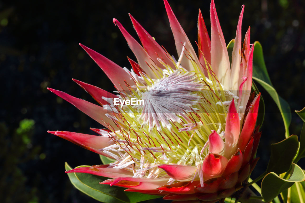 CLOSE-UP OF RED FLOWER