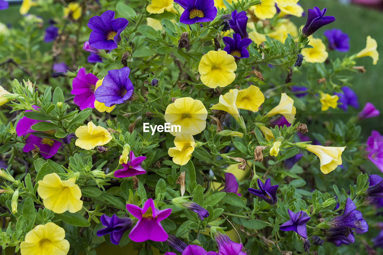 HIGH ANGLE VIEW OF PURPLE FLOWERS BLOOMING
