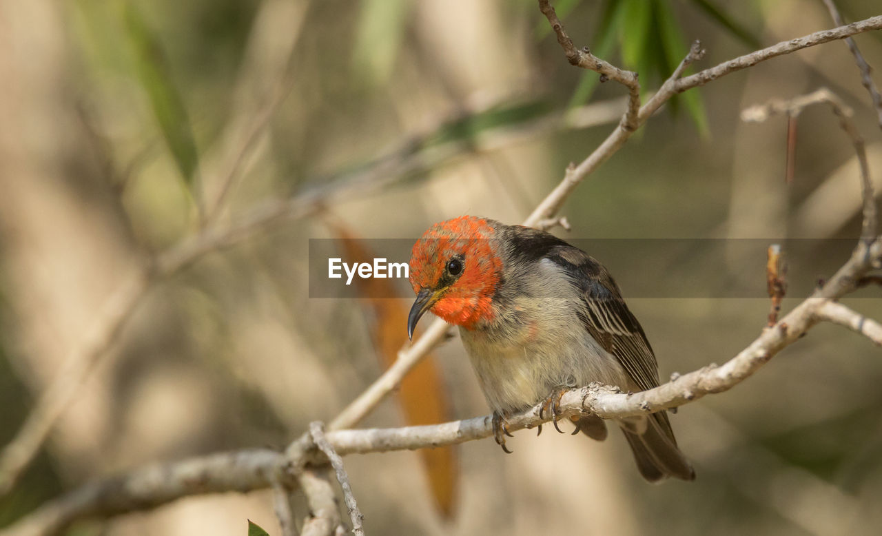 Close-up of a bird perching on branch