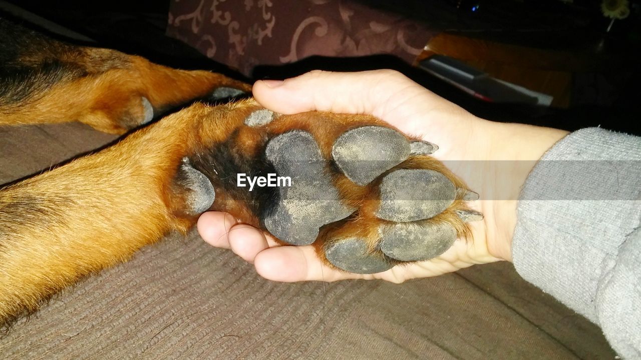 DOG SLEEPING ON COUCH