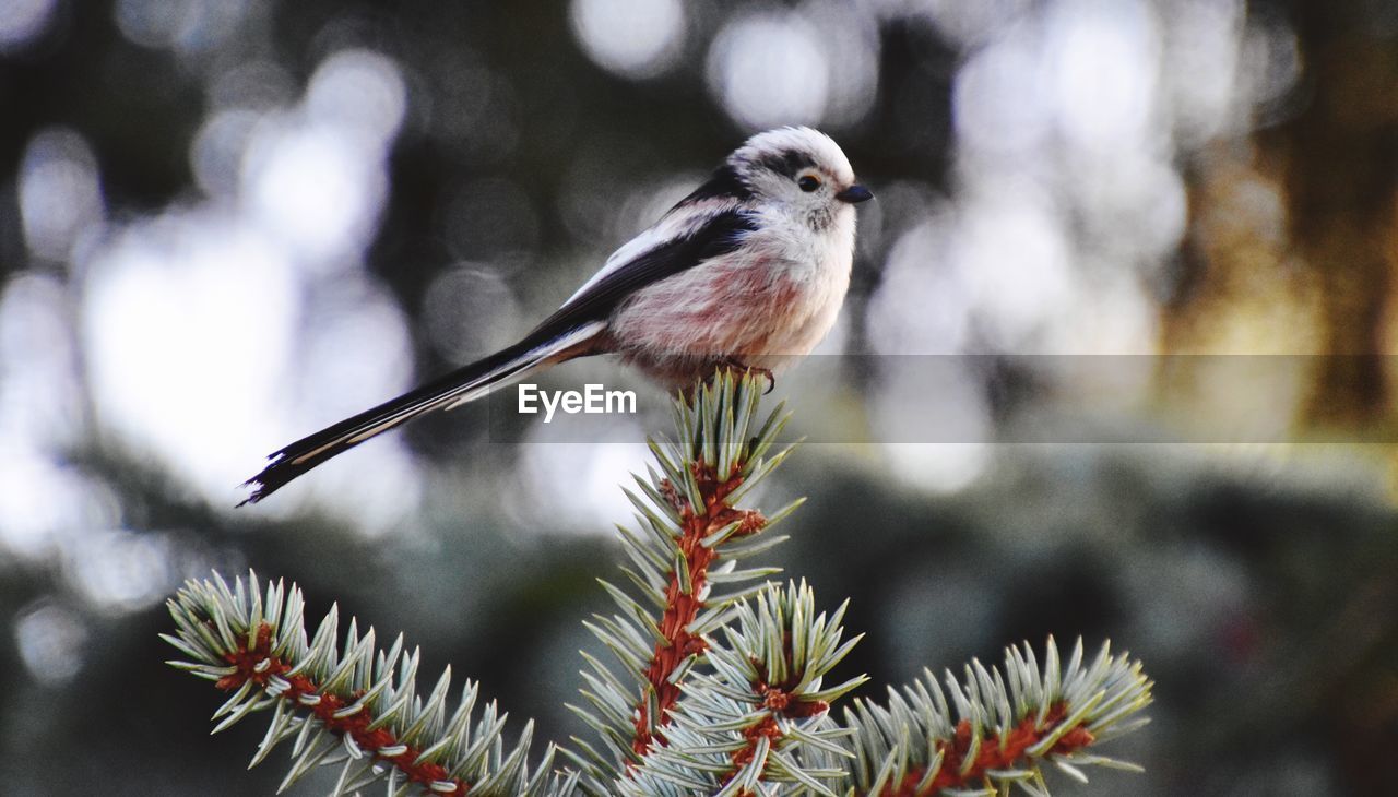 BIRD PERCHING ON BRANCH