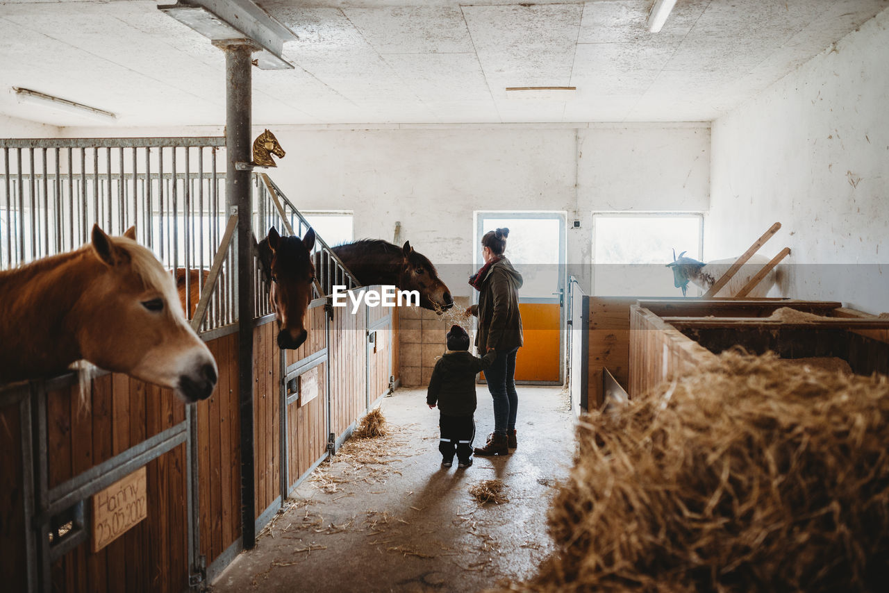 Mother and child feeding a horse in a stable at farm in winter