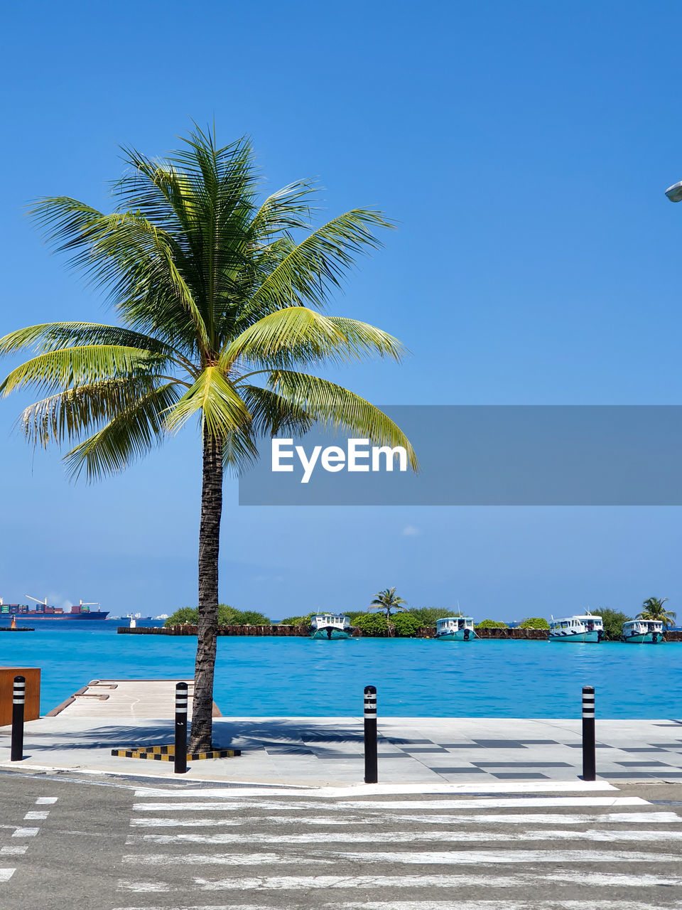 PALM TREE BY SWIMMING POOL AGAINST SEA