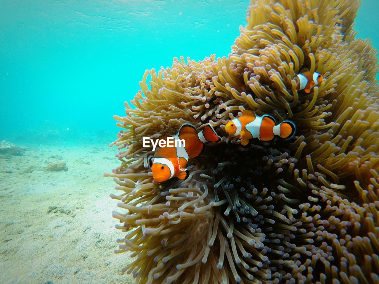 Nemo finds his family back