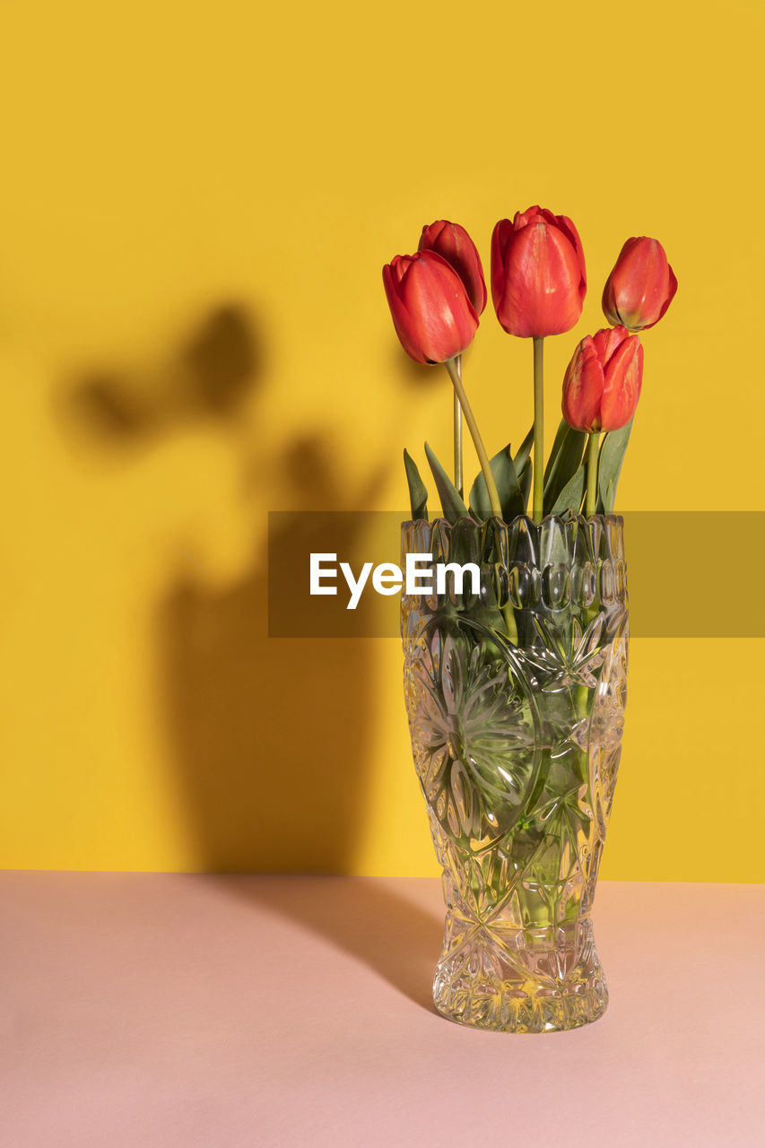 Five red tulips in a glass vase. dual tone background. shadow behind vase