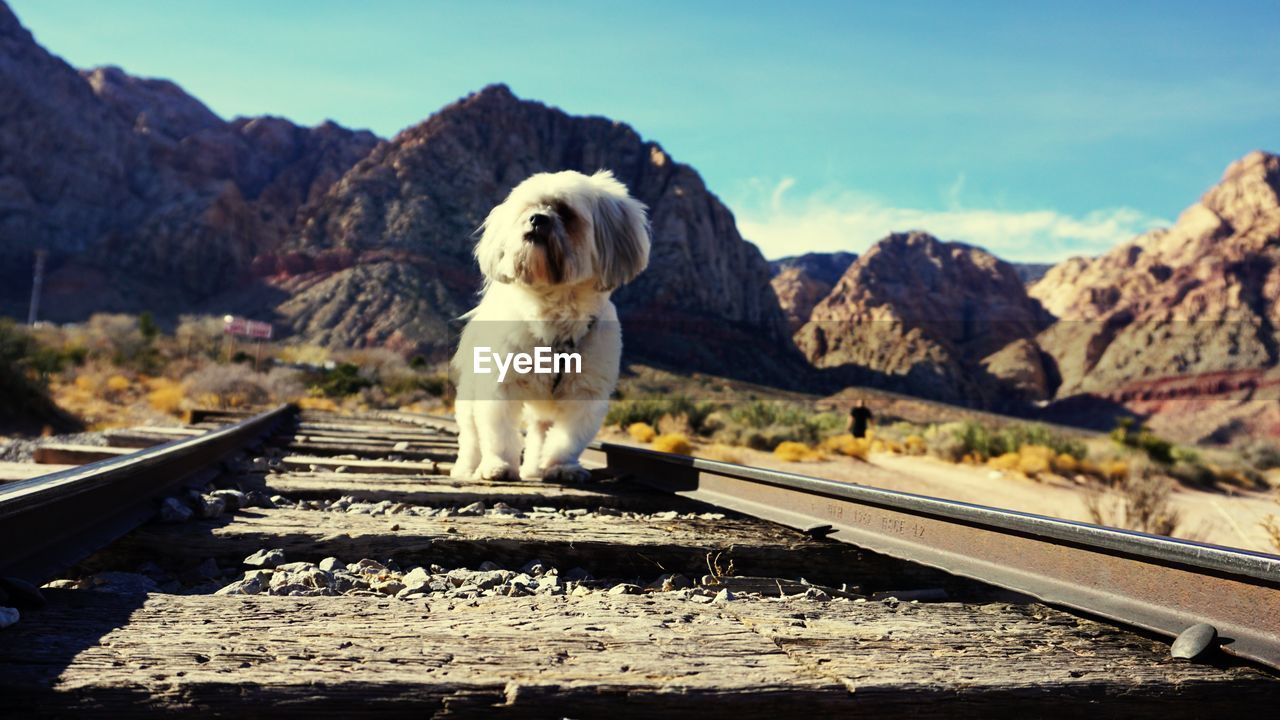 CLOSE-UP OF DOG SITTING ON RAILROAD TRACK AGAINST SKY