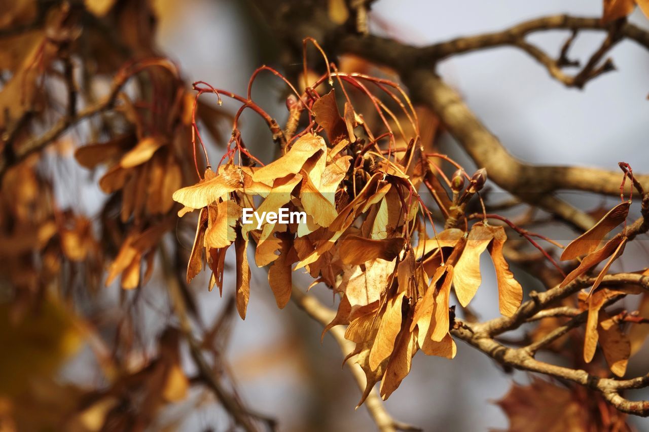 CLOSE-UP OF DRY LEAVES ON TREE