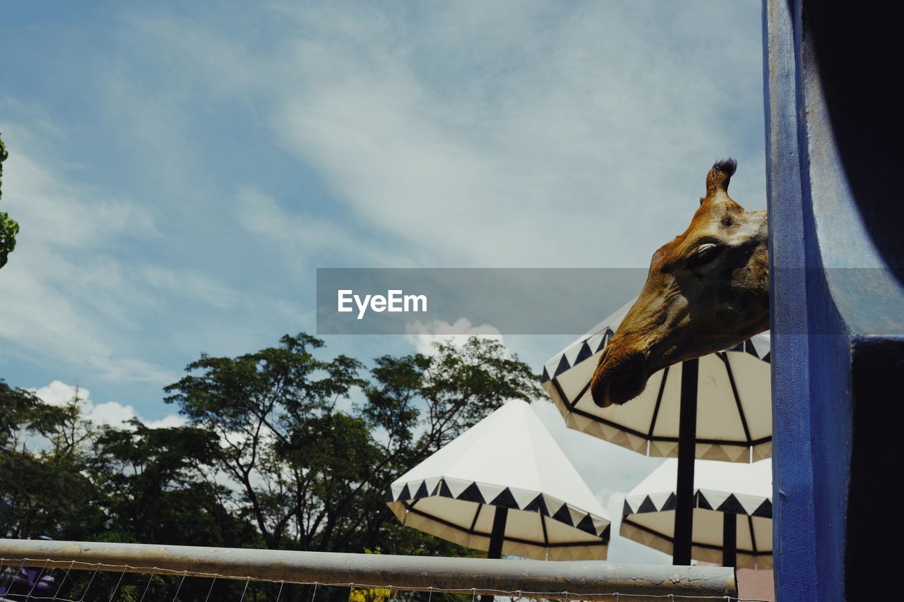 Low angle view of birds in amusement park against sky