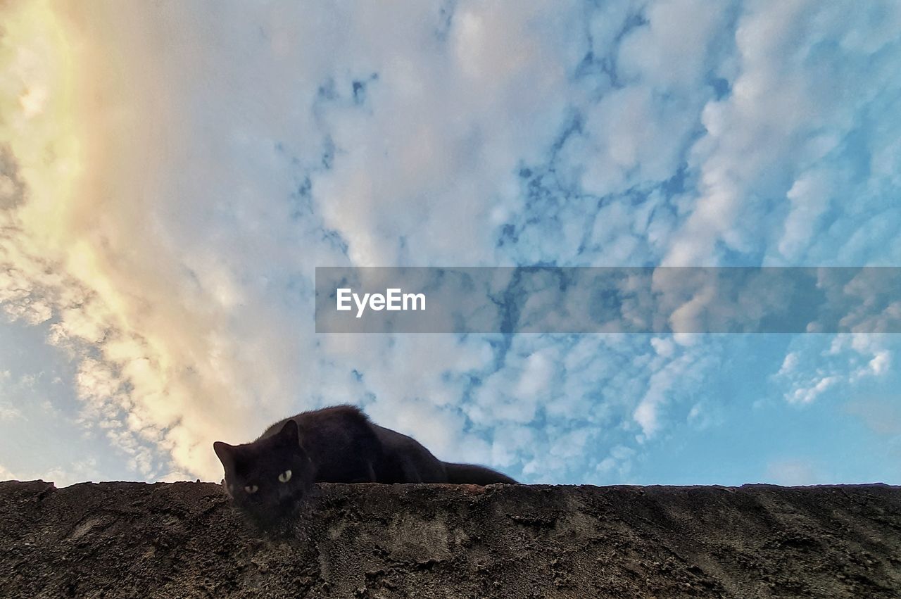 LOW ANGLE VIEW OF A CAT LOOKING AWAY