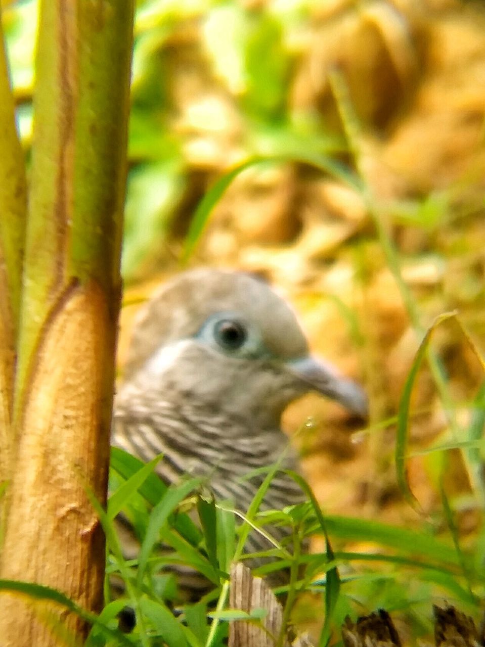 CLOSE-UP OF A BIRD PERCHING ON A LAND