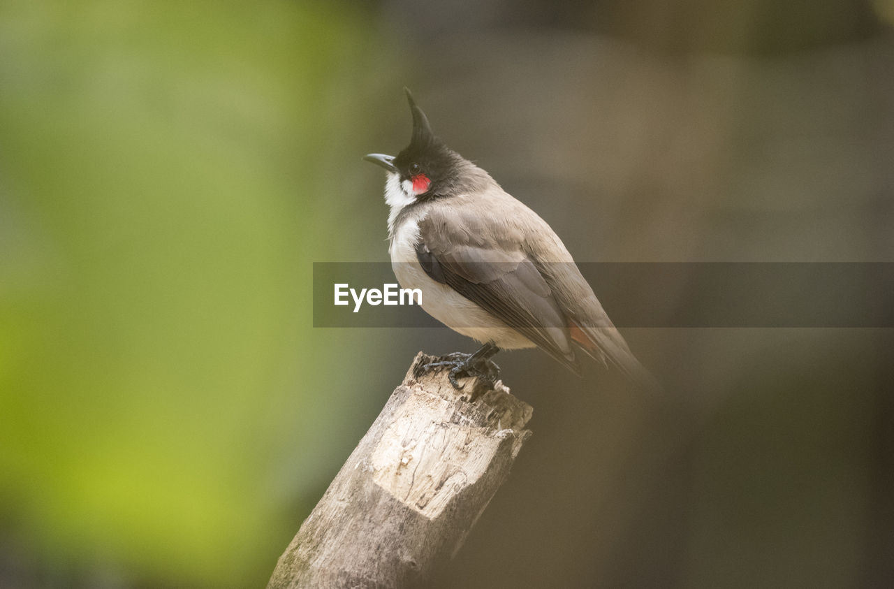 animal themes, animal, bird, animal wildlife, wildlife, one animal, nature, beak, perching, close-up, tree, full length, wood, beauty in nature, focus on foreground, songbird, branch, plant, sunbeam, no people, selective focus, environment, outdoors, tree trunk, side view, multi colored, pattern, colored background, trunk, day, green background, copy space, outdoor pursuit, sitting, grass, portrait, wing, insect, meadow, landscape, red, surface level, plain