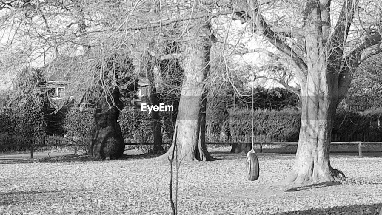 VIEW OF TREES ON SWING