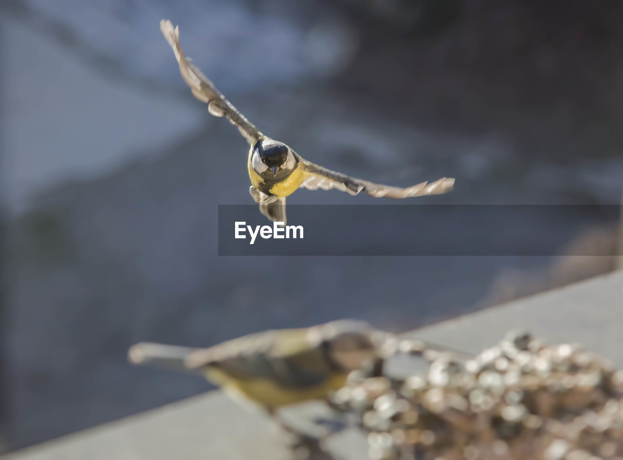 CLOSE-UP OF INSECT FLYING