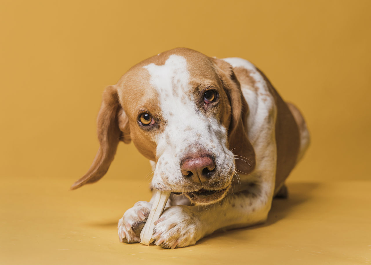 Close-up portrait of dog against yellow background