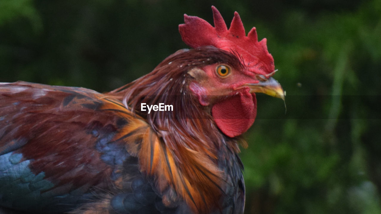 Close-up of rooster