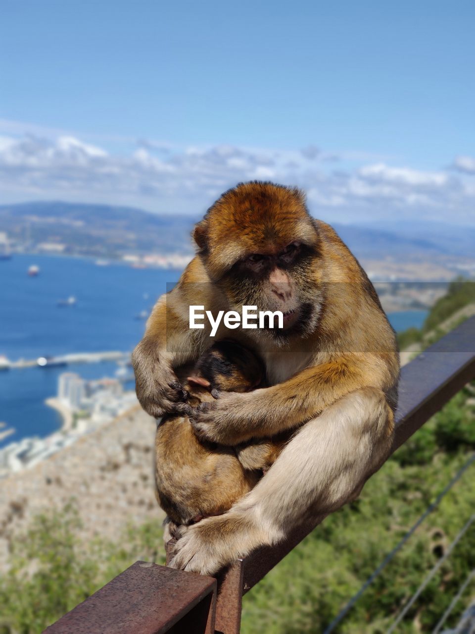 Monkeys sitting on shore against sky