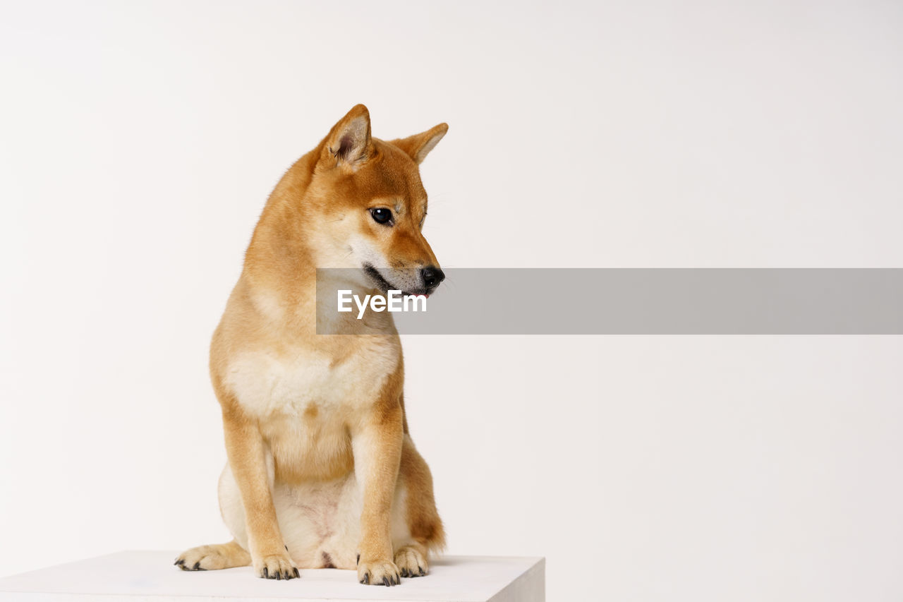 animal, animal themes, mammal, one animal, dog, pet, shiba inu, finnish spitz, dingo, domestic animals, canine, no people, white background, studio shot, sitting, copy space, looking, animal wildlife, indoors, full length, cute, portrait