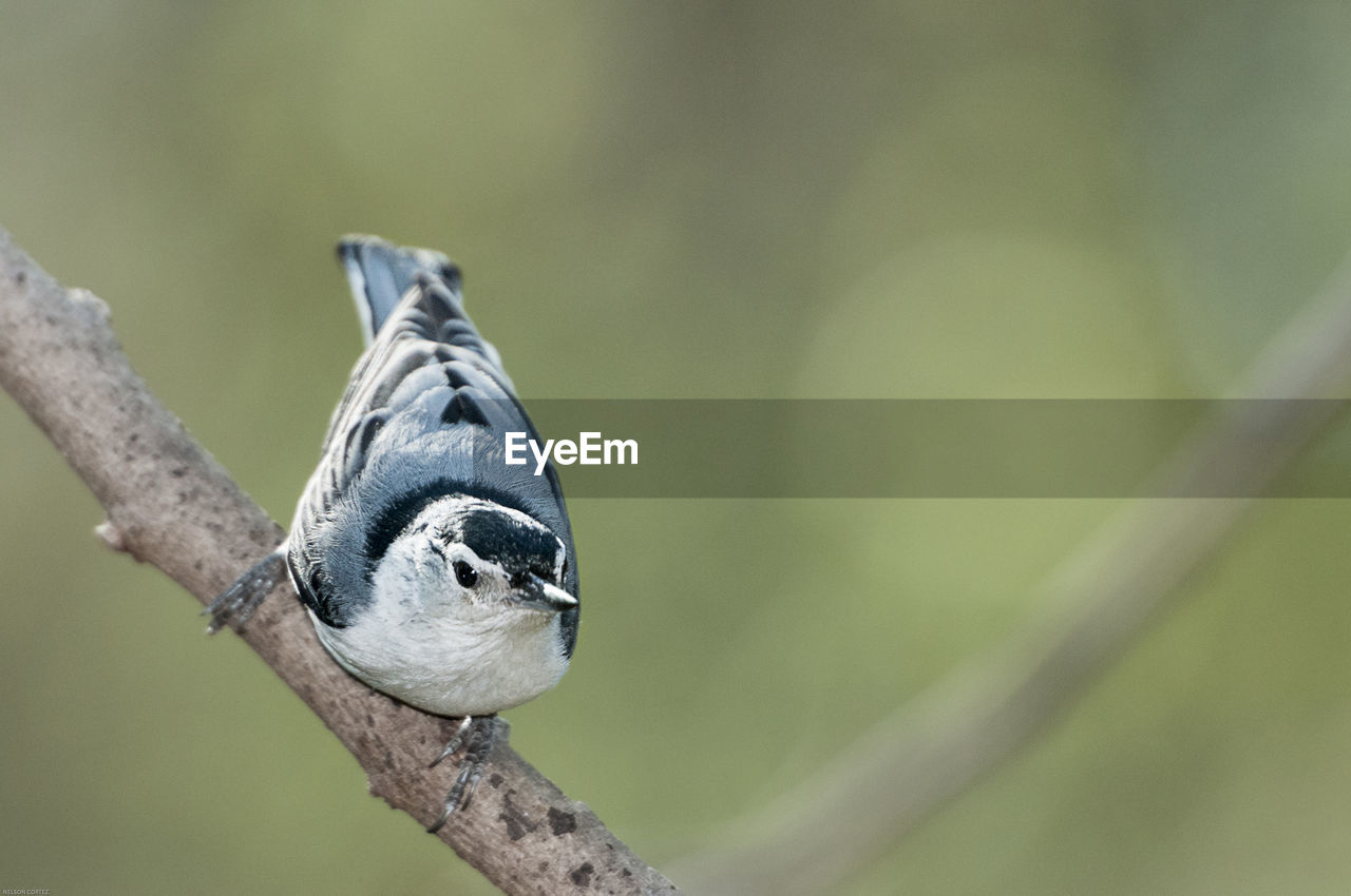 Close-up of nuthatch perching on tree