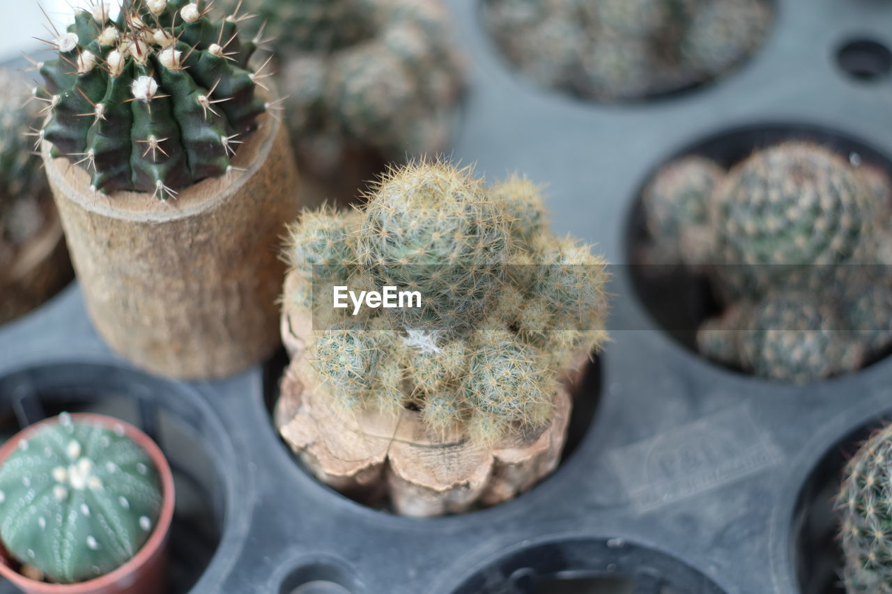 High angle view of cactus potted plant