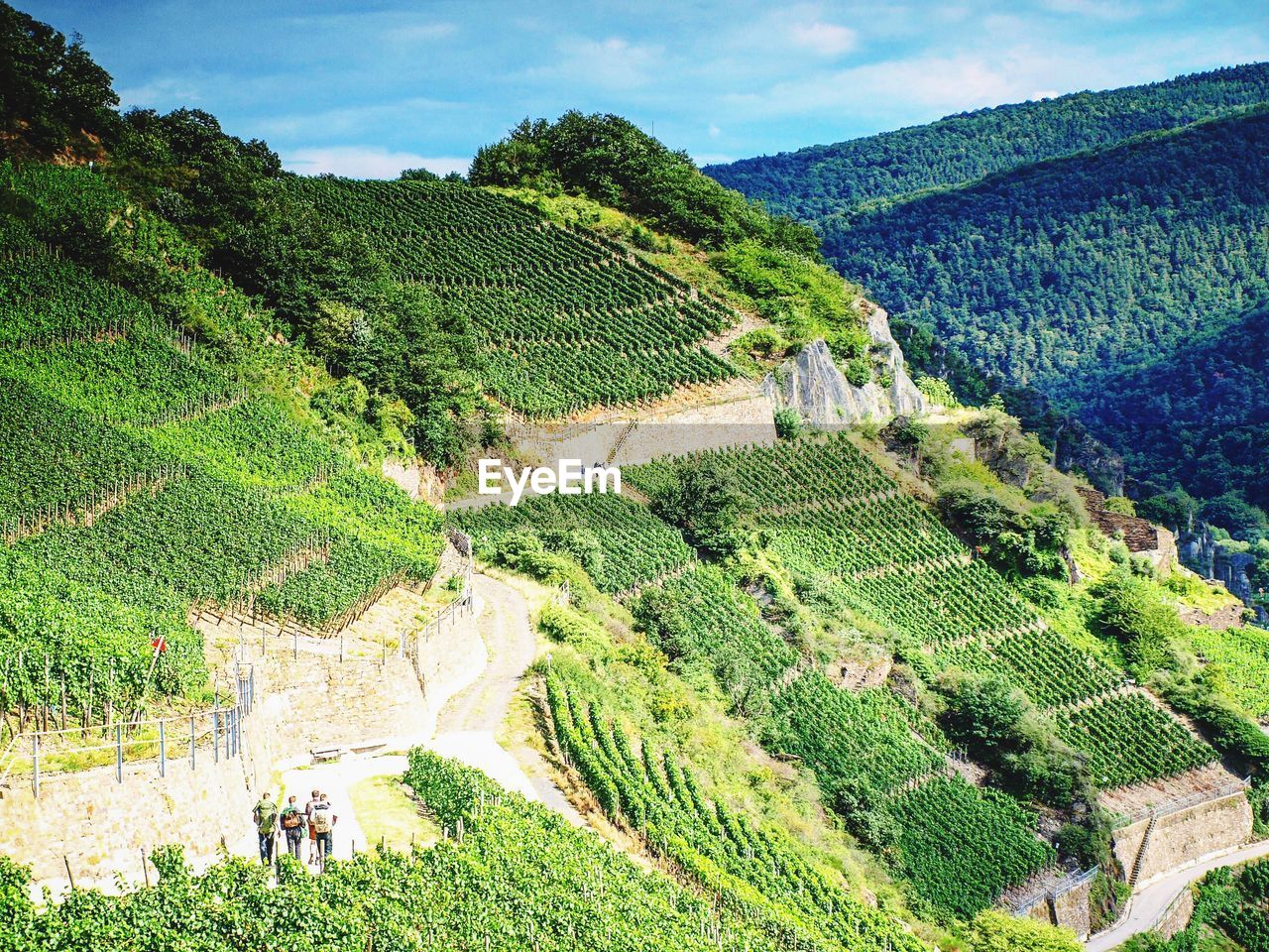 Scenic view of vineyards by tree mountain against sky