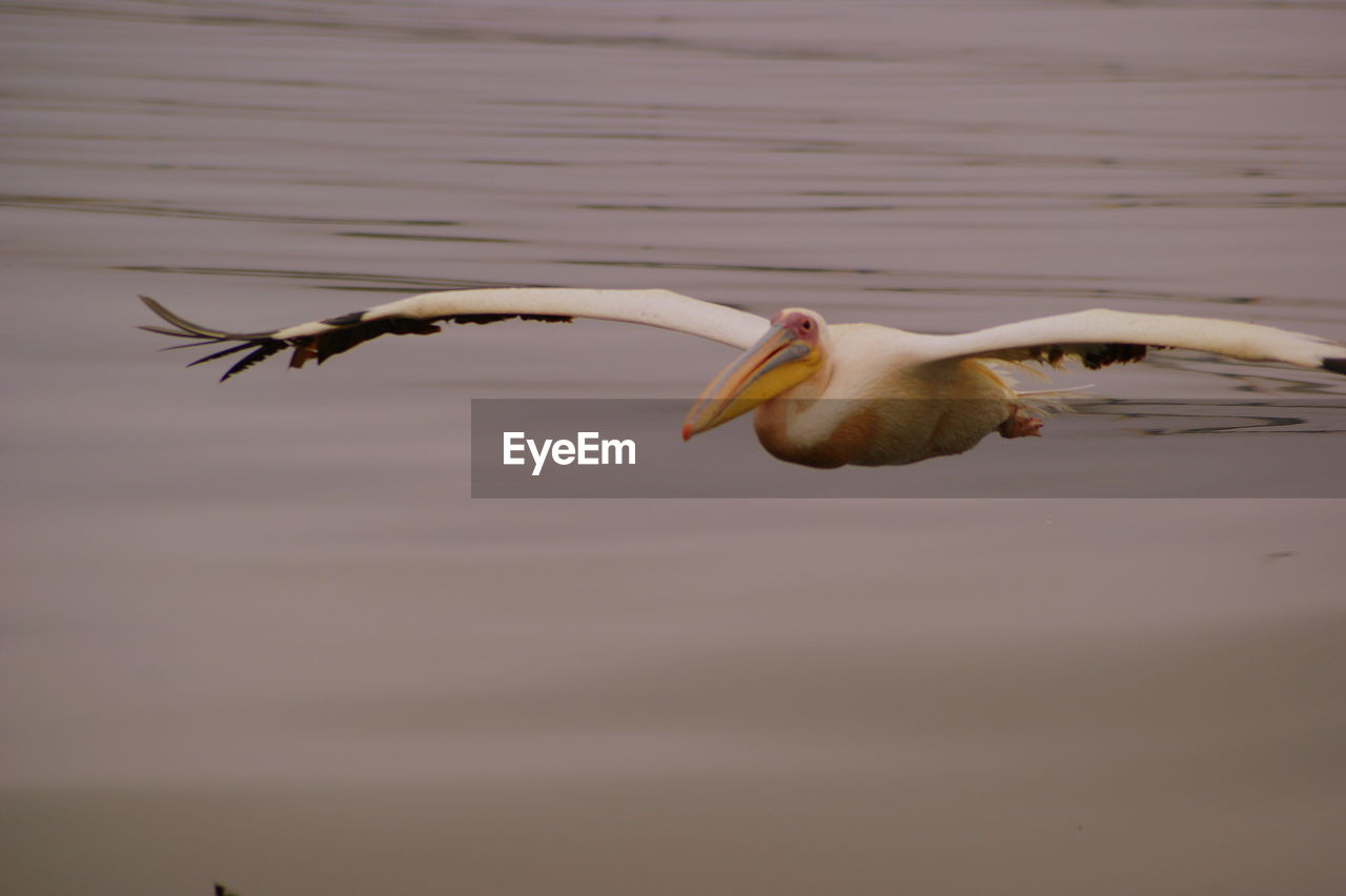 Pelican flying over lake