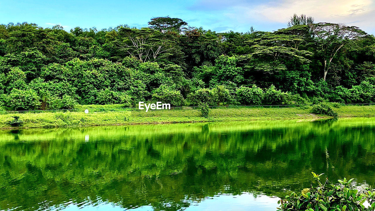 SCENIC VIEW OF LAKE AGAINST TREES