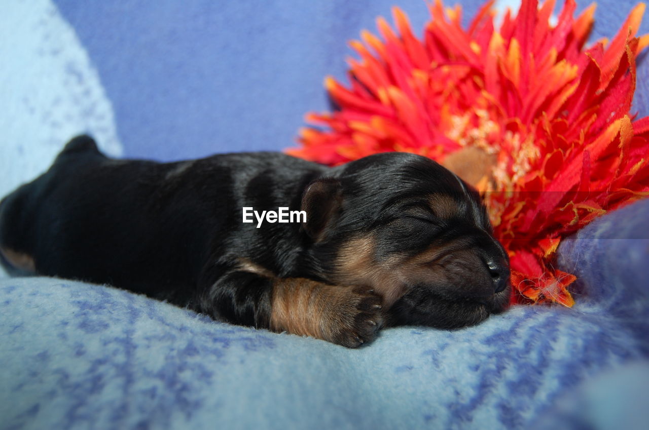 Close-up of puppy sleeping on bed