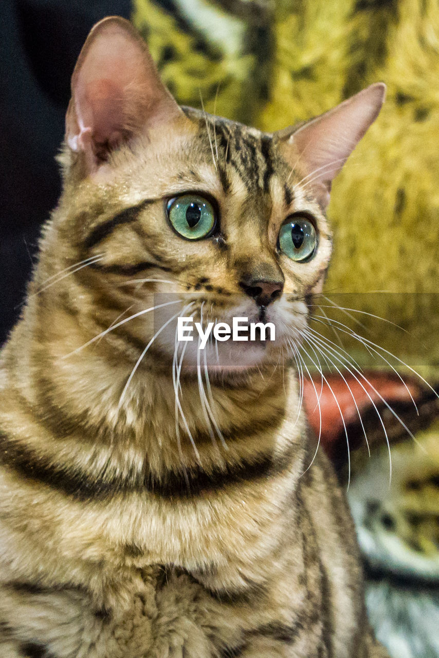 CLOSE-UP OF CAT ON BLANKET