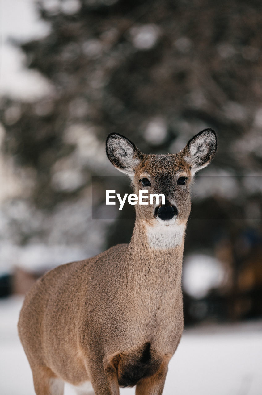 Deer staring directly back.