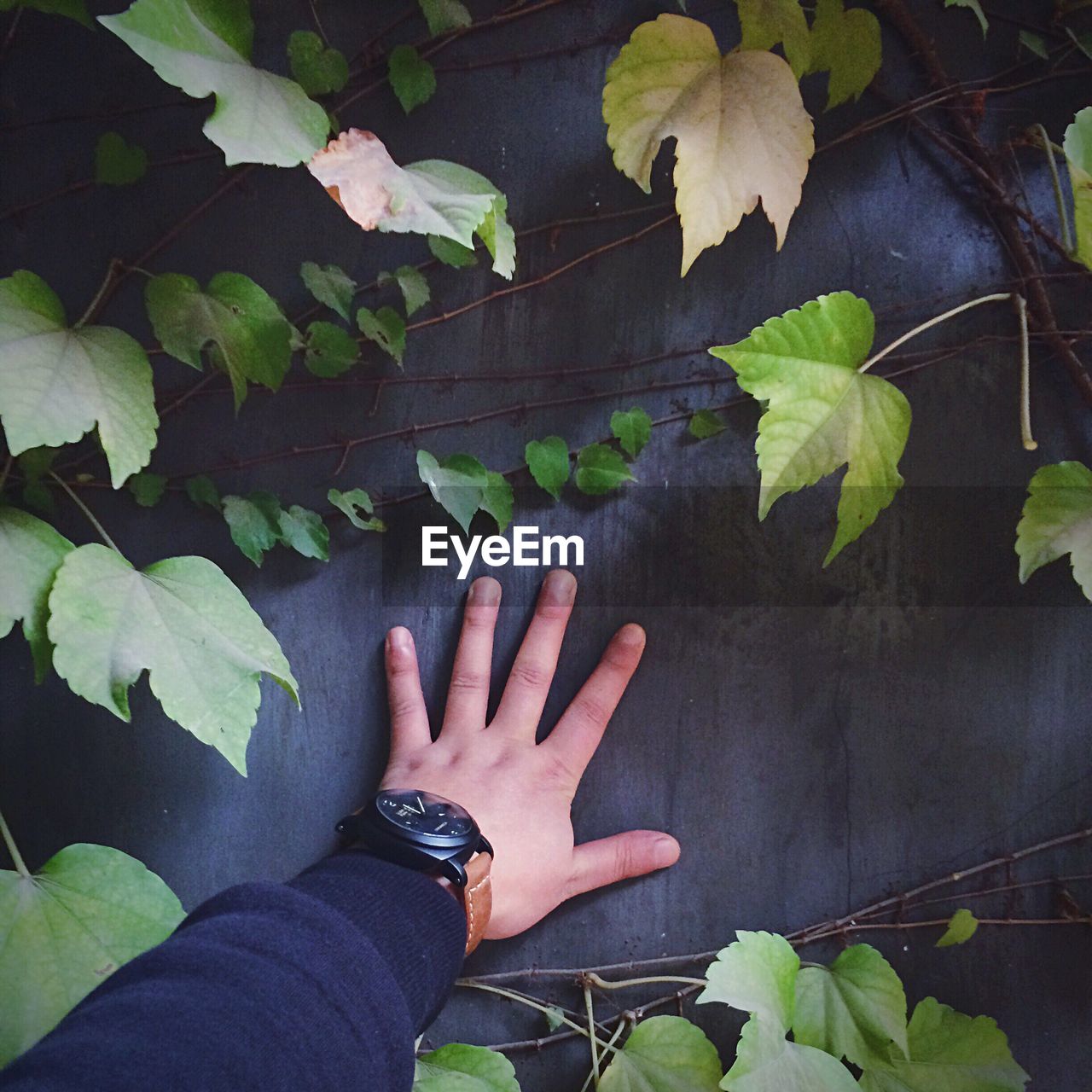 Cropped hand touching wooden wall amidst creeper plant