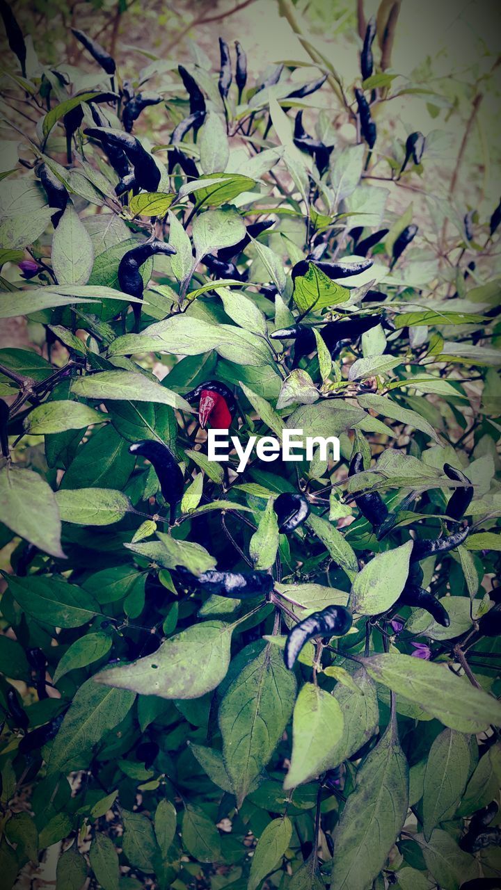 CLOSE-UP OF INSECT ON PLANT LEAVES