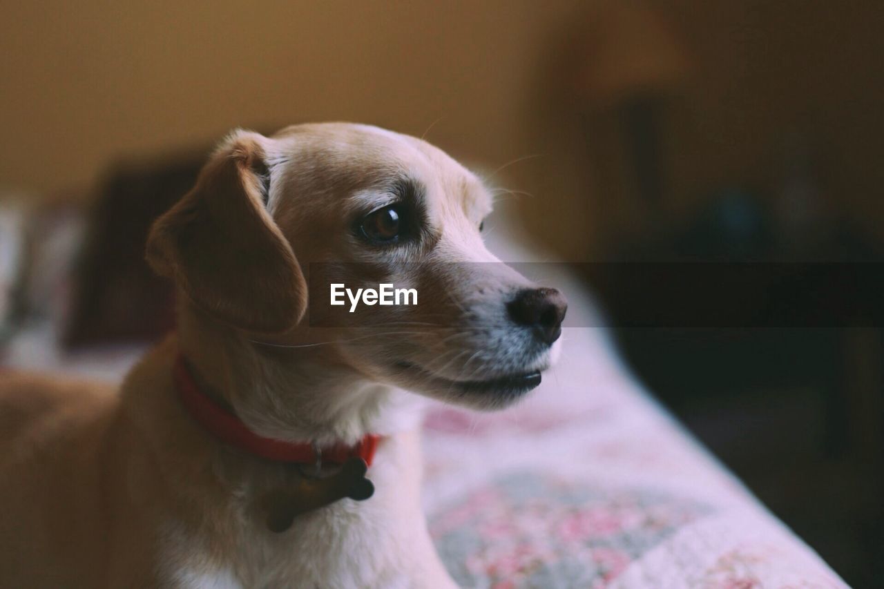 Close-up of a dog looking away