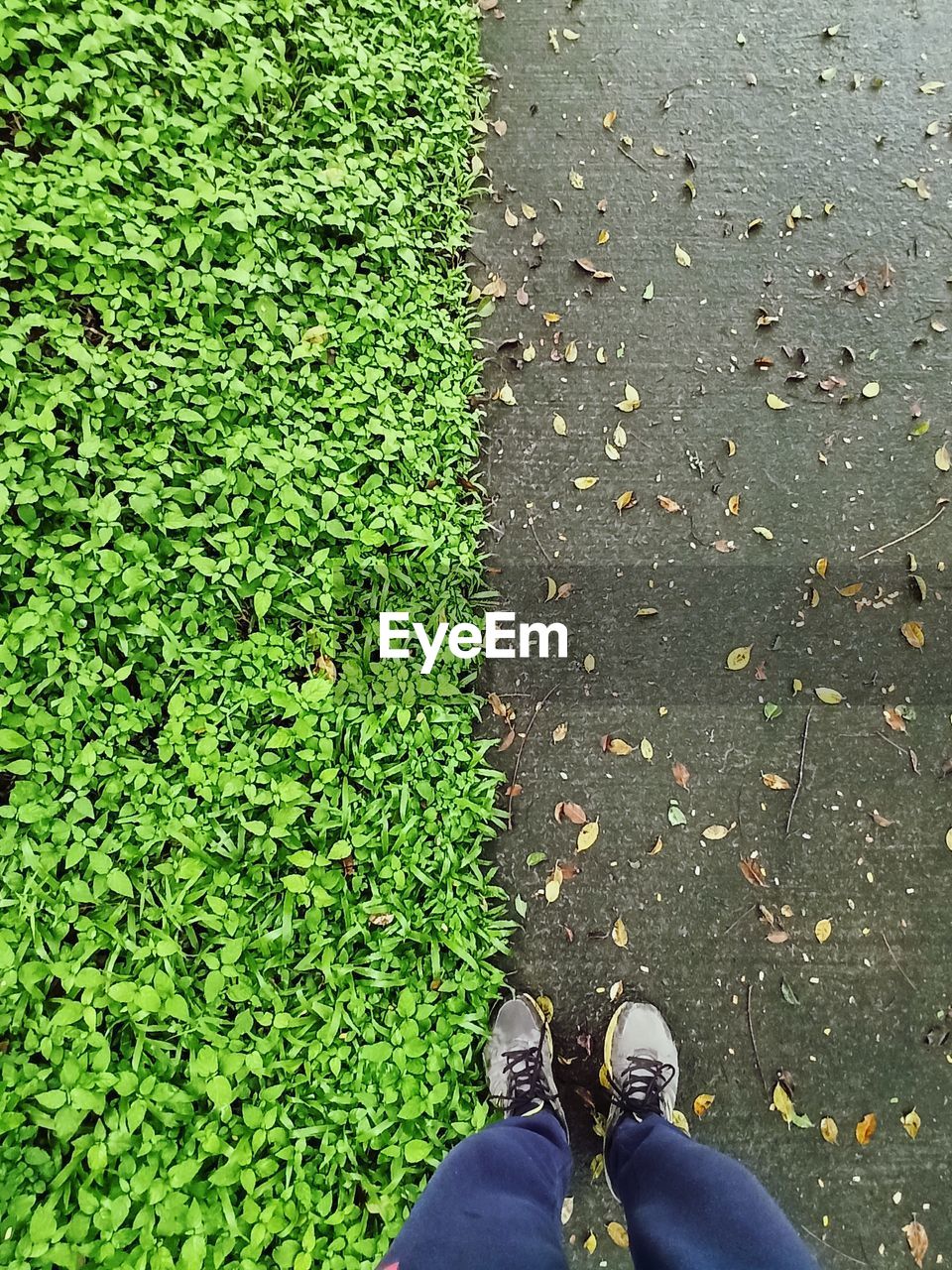 Low section of person standing on leaves