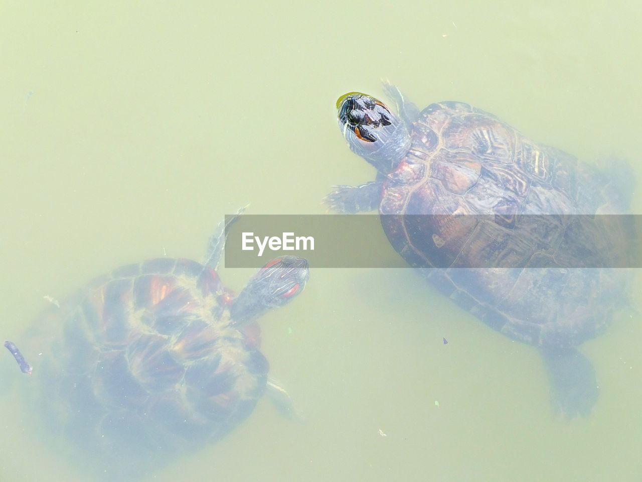 Turtles underwater