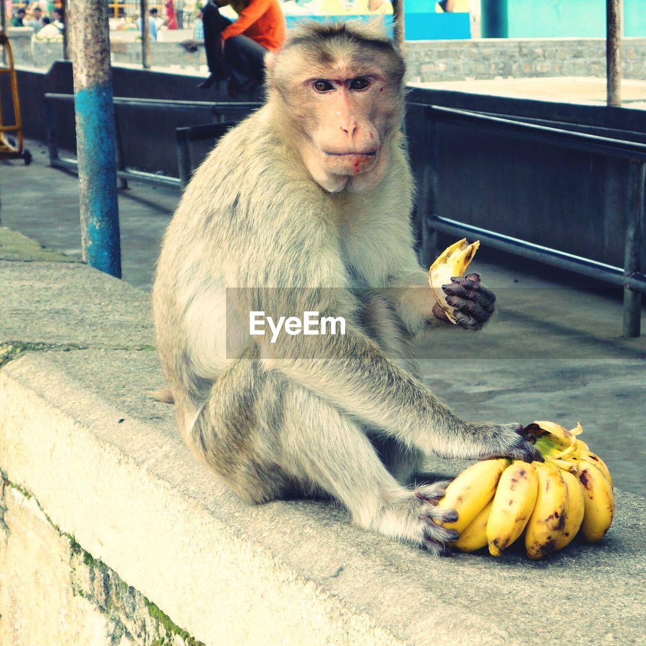 Portrait of monkey having bananas at bus stop