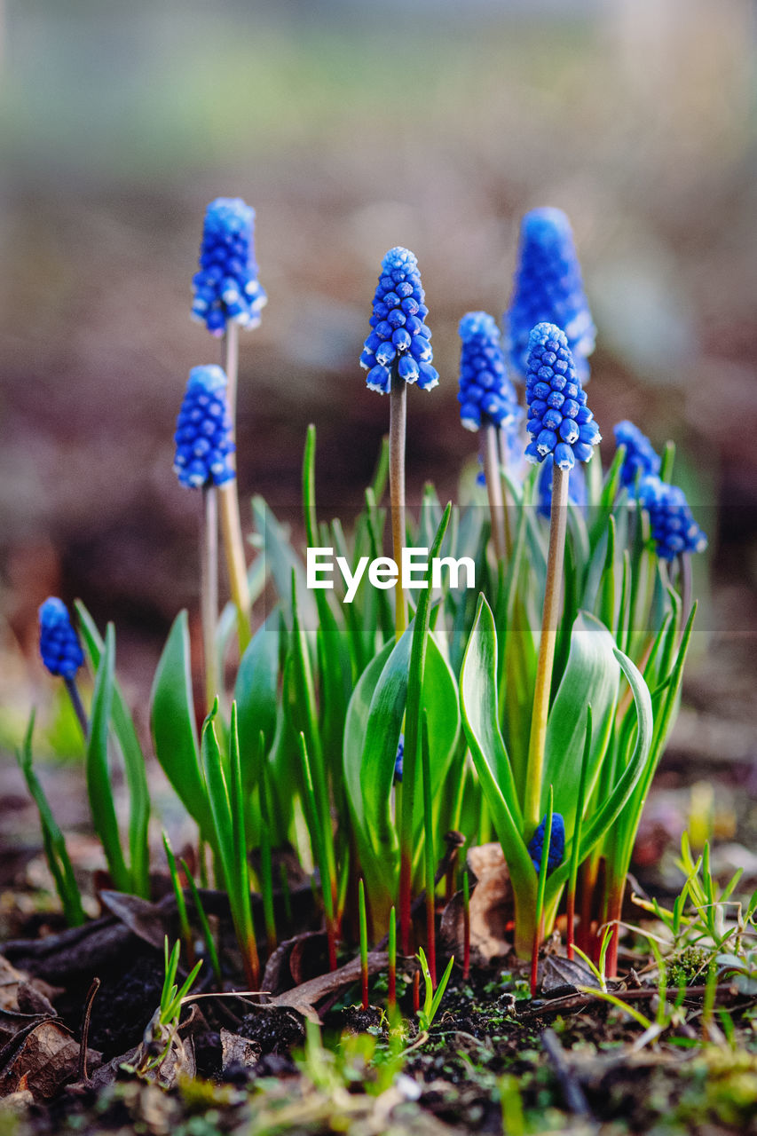 Grape hyacinth, muscari armeniacum - blue flowers in early spring garden