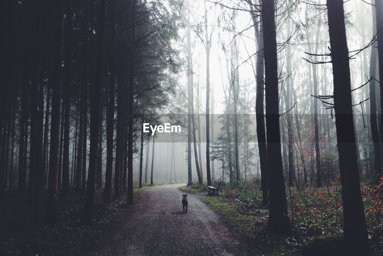 Dog on empty road in forest during foggy weather