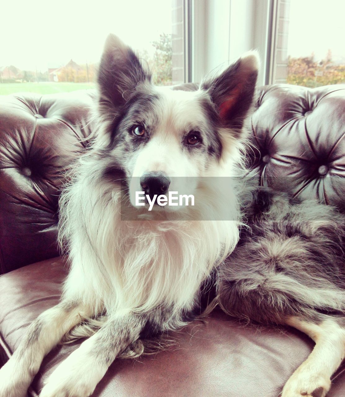 Close-up portrait of dog at home