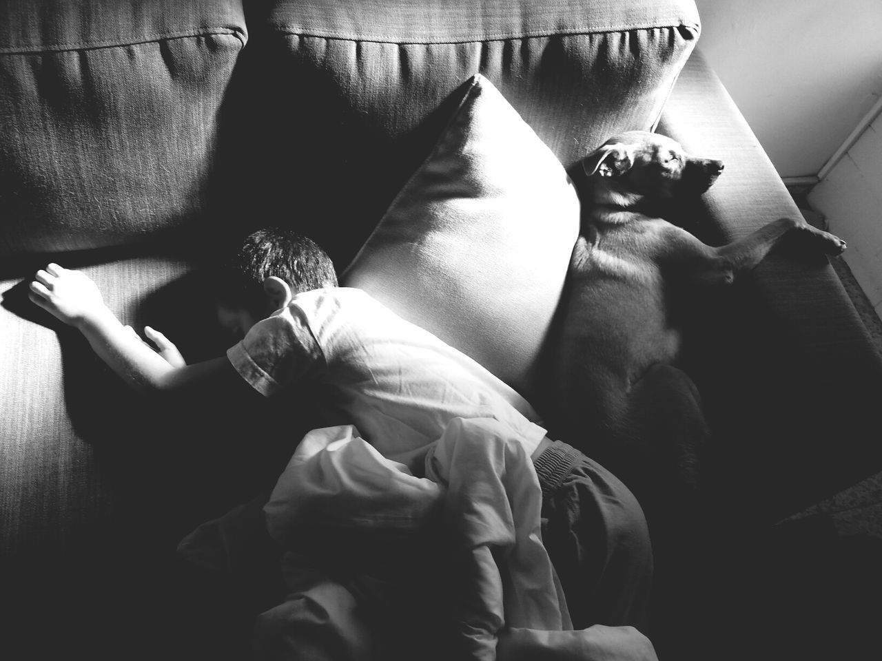 High angle view of boy sleeping with dog on sofa