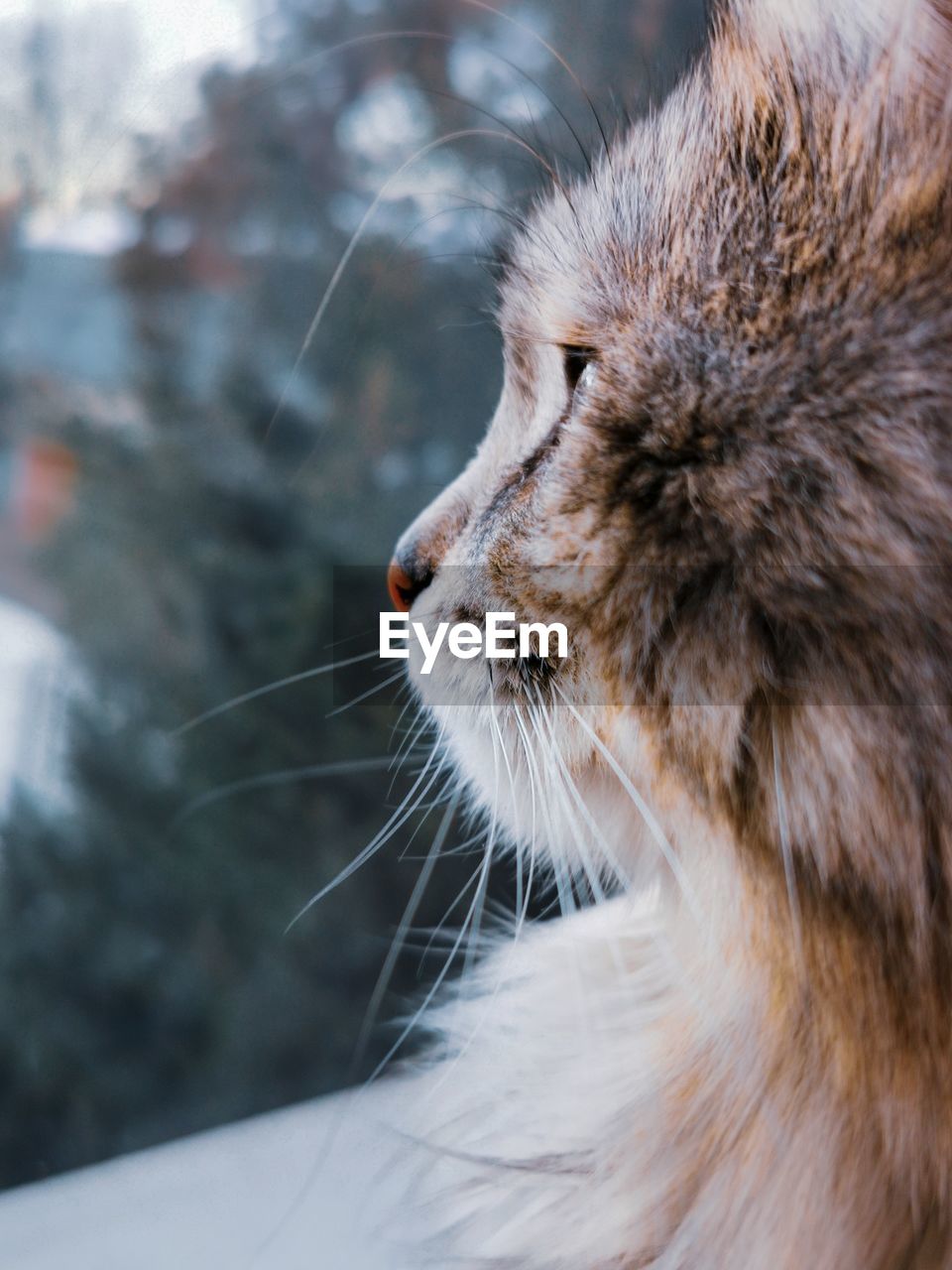 CLOSE-UP OF A CAT LOOKING AWAY