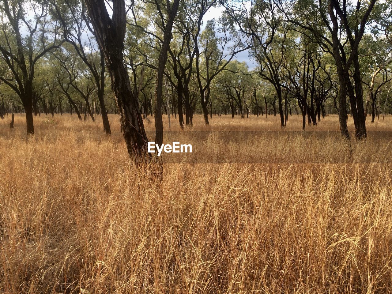 TREES GROWING ON FIELD