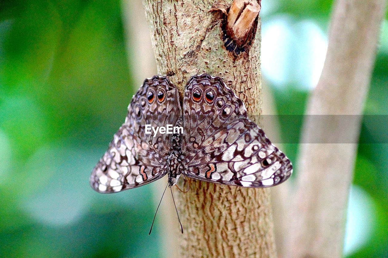 BUTTERFLY PERCHING ON TREE