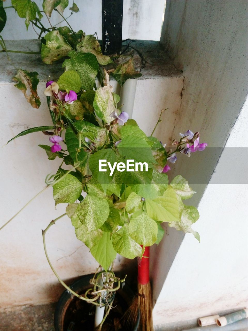 CLOSE-UP OF FLOWER PLANT